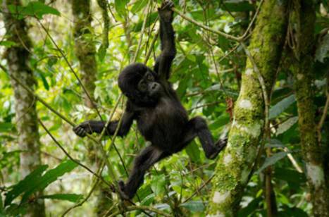 10 facts about gorillas | ROL Cruise Blog