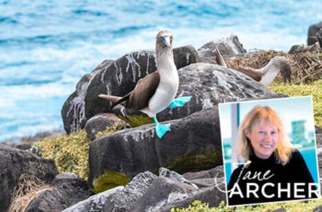 Jane Archer: The land where wildlife is king | ROL Cruise