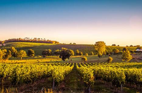 A wine lover’s tour of the world | ROL Cruise Blog