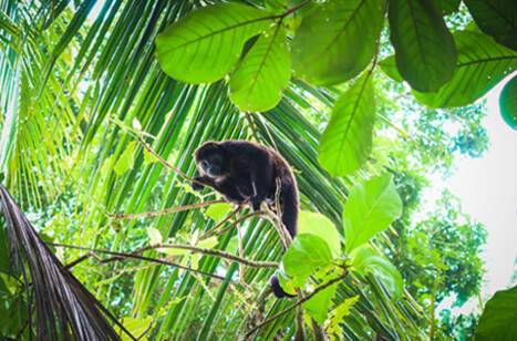 Caribbean wildlife