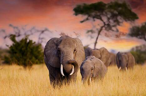 Best cruise destinations for animal lovers