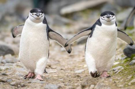Unusual places to see penguins | ROL Cruise Blog