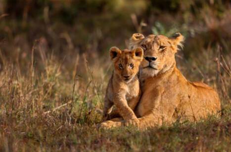 A complete guide to the Big 5 | ROL Cruise Blog