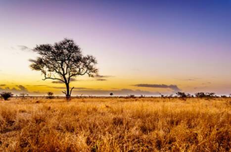 Seven Worlds, One Planet: Africa | ROL Cruise Blog