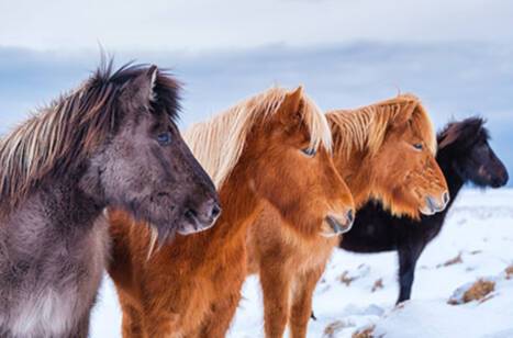 Wildlife of Iceland | ROL Cruise Blog