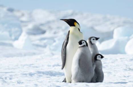 Penguins in Antarctica