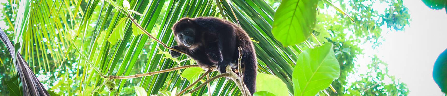 Caribbean wildlife