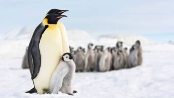 View CruiseAll-Inclusive 2026 Antarctica & Falklands ExpeditionDeal