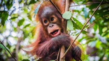 View CruiseAll-Inclusive 2027 Borneo & South East Asia DiscoveryDeal