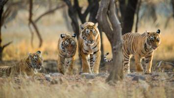 View Cruise2027 Thailand & Vietnam, Ft. Indian Golden Triangle & TigersDeal