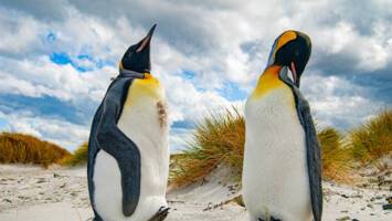 View Cruise2027 South America Discovery ft. Falkland IslandsDeal