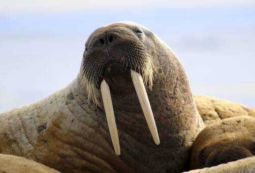 Beechey Island and Prince Leopold Island