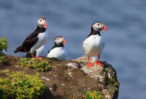 Grimsey Island