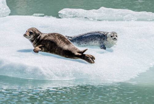 Cruises to Alaska