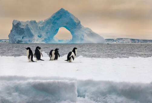 Antarctic Sound