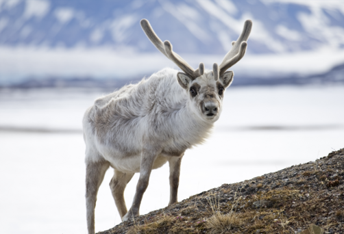 Reindeer