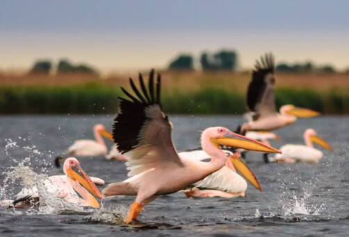 Danube Delta