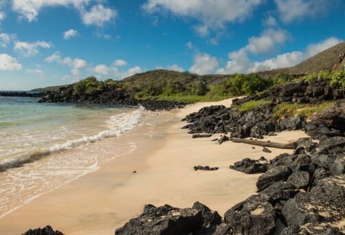 Punta Cormorant