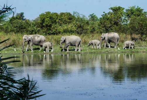 Kaziranga National Park