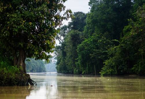 Kinabatangan River, Malaysia