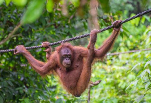 Sepilok Orangutan
