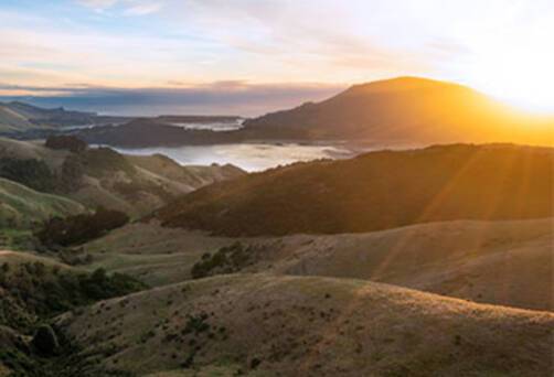 Dunedin Cruises