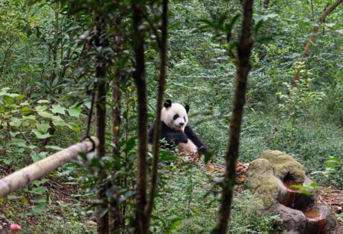 Pandas