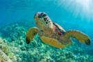 Pointe des Galets, Reunion Island