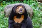Bornean Sun Bear Conservation Centre