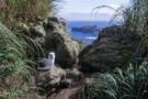 Nightingale Island