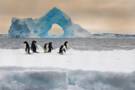 Antarctic Sound