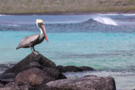 Punta Suarez, Espanola, Ecuador