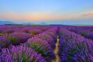 Provence (La Joliette), France