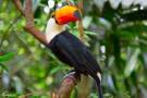 Cruises to the Amazon