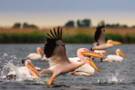 Danube Delta