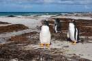 Port Stanley, Falkland Islands