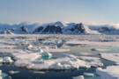 Arctic