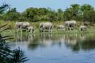 Kaziranga National Park