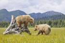 Denali National Park