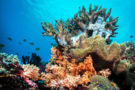 Wakatobi National Park, Indonesia