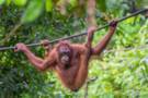 Sepilok Orangutan