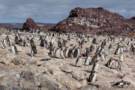 Isla Pinguino
