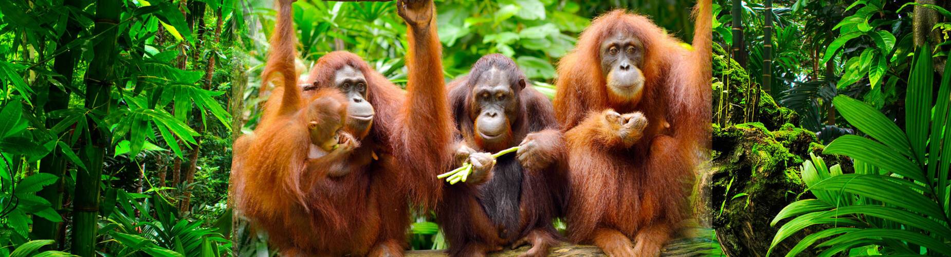Borneo