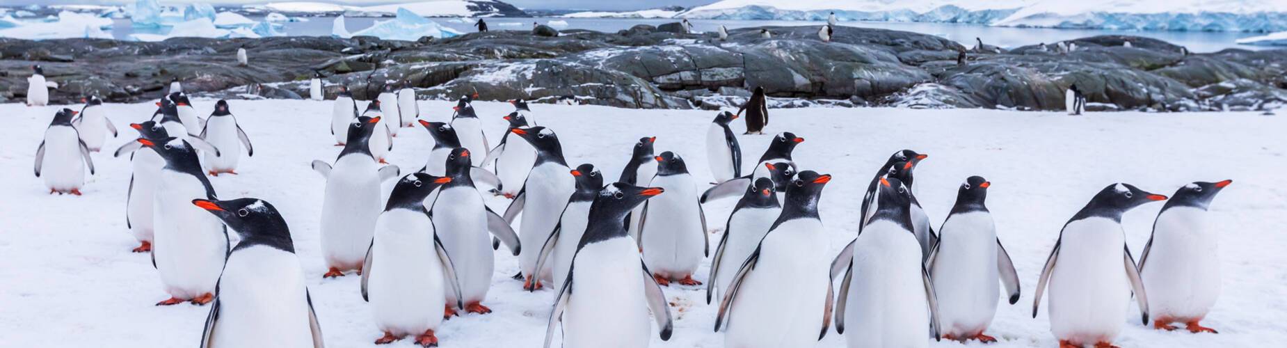 Antarctica