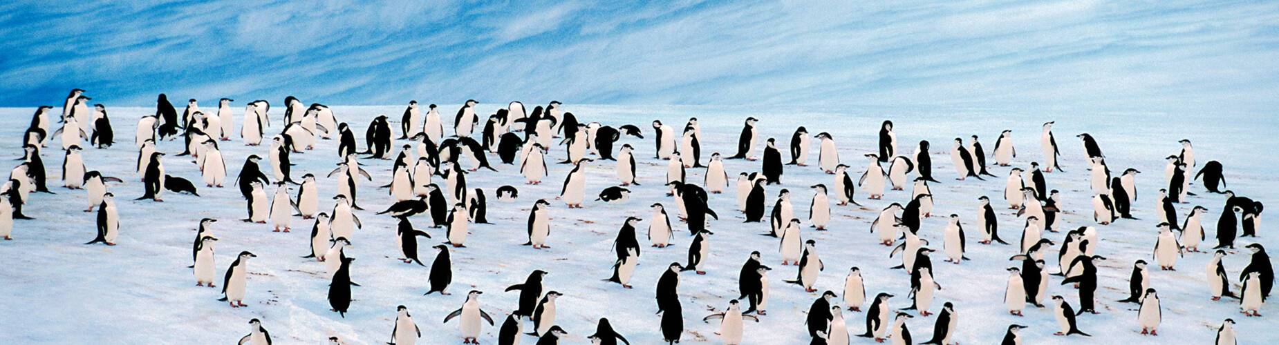 Antarctica