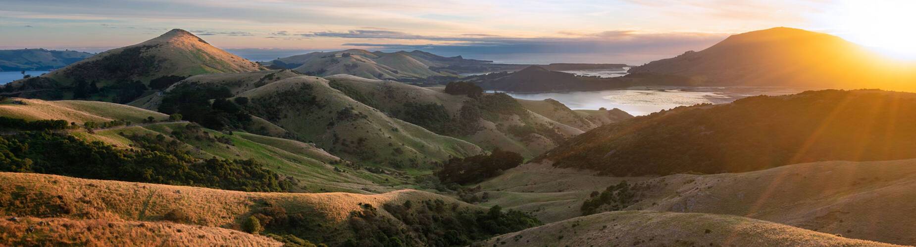 Dunedin Cruises