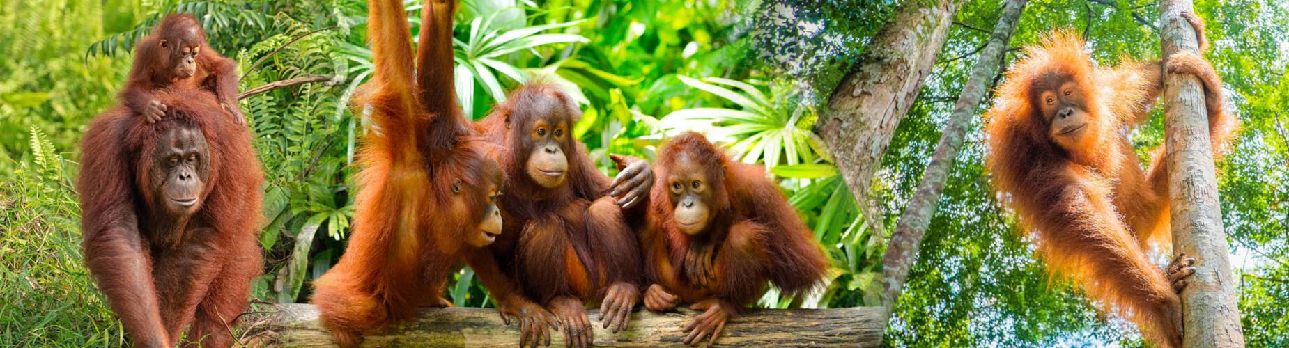Borneo