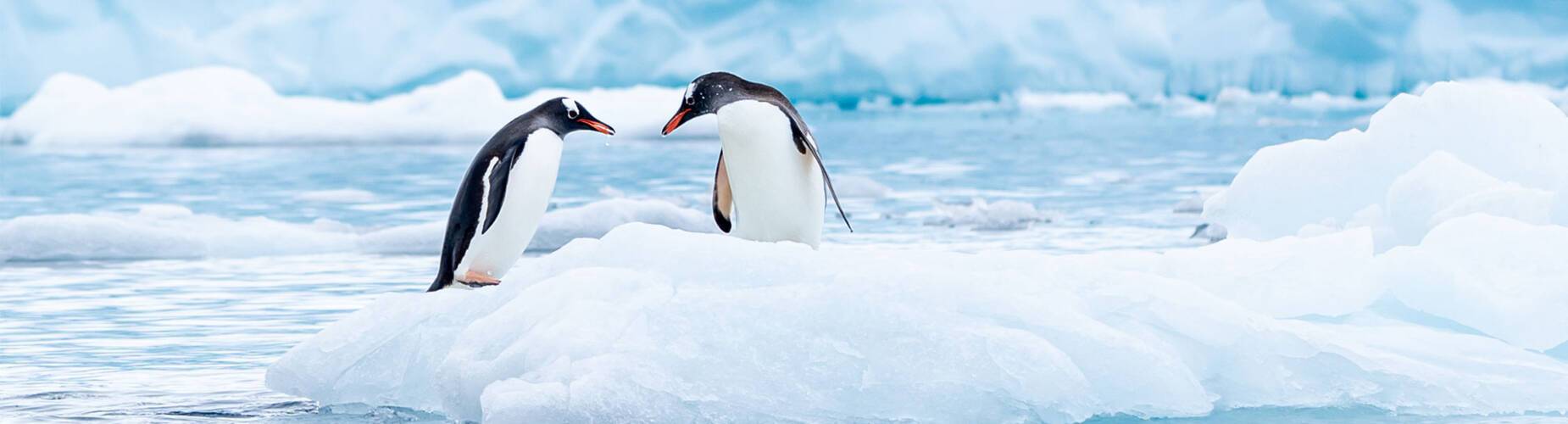 Wildlife Cruises