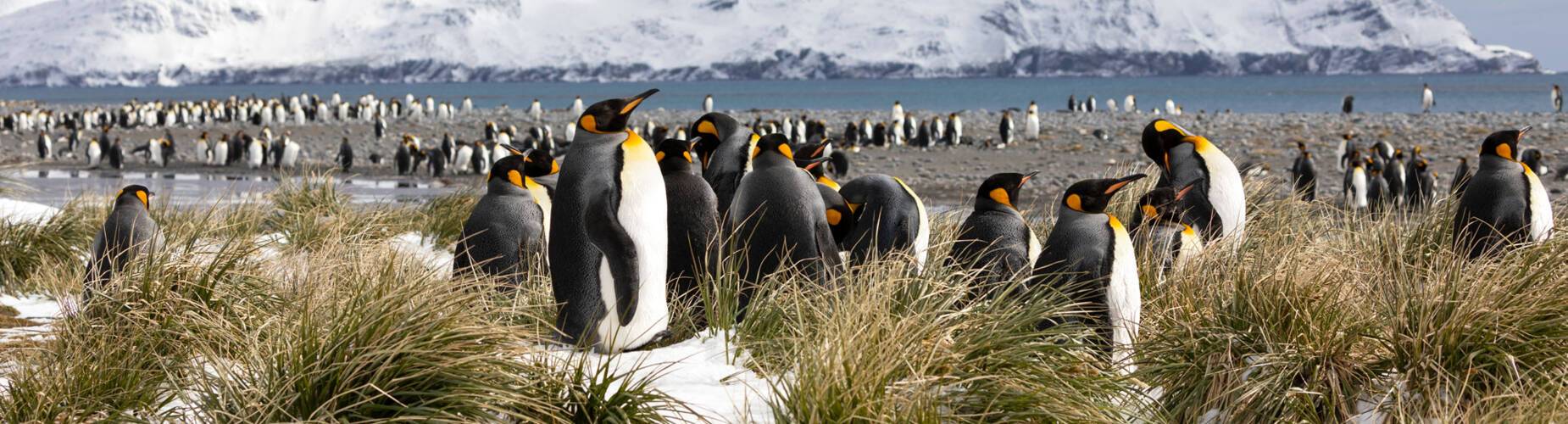Falkland Islands