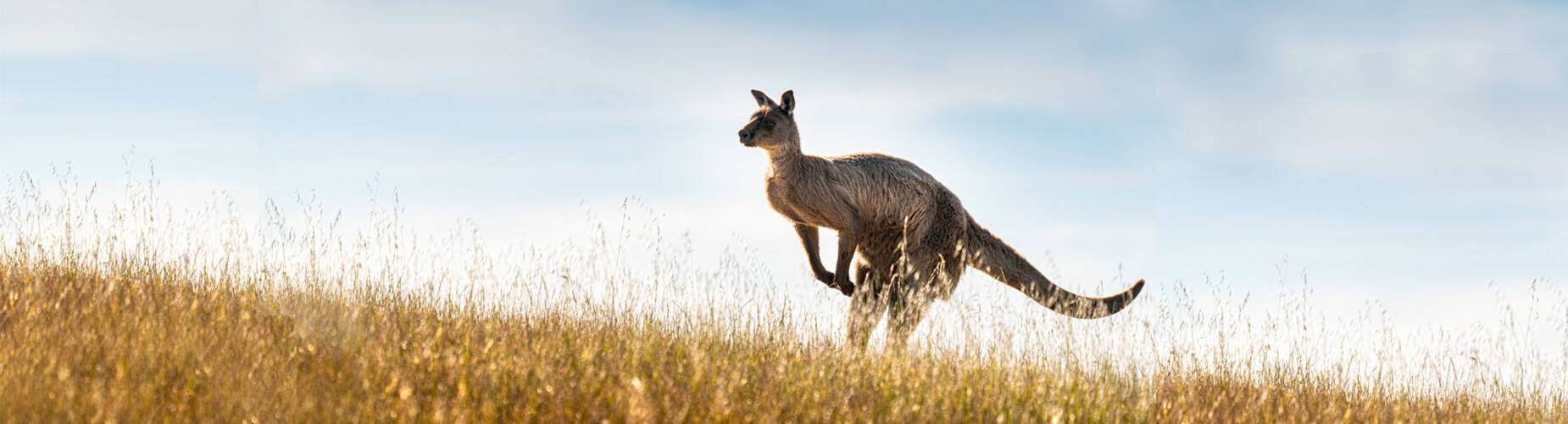 Australia Kangaroo